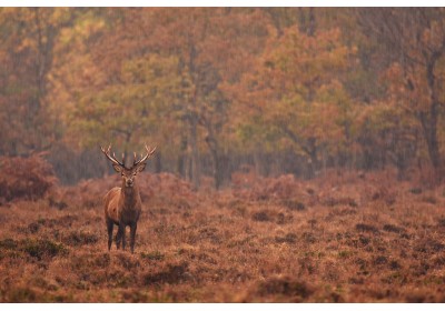 Passion Campagne Paris – Boutique élégante et authentique image