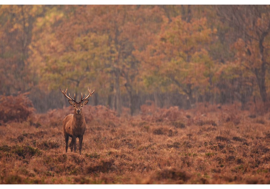 Passion Campagne Paris – Boutique élégante et authentique