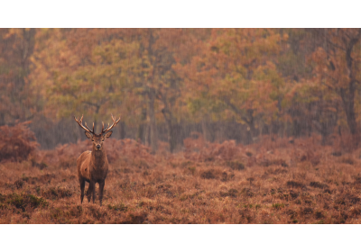 Passion Campagne Paris – Boutique Outdoor Élégante & Vêtements Haut de Gamme image