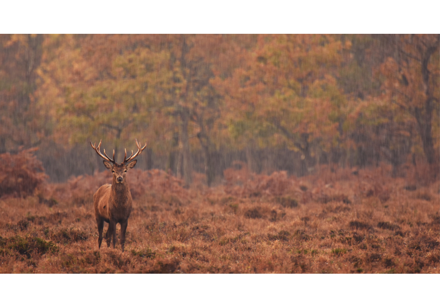 Passion Campagne Paris – Boutique Outdoor Élégante & Vêtements Haut de Gamme