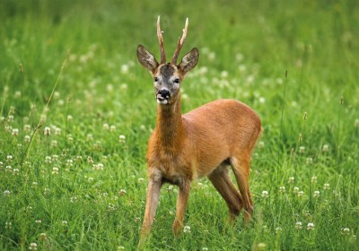 Carnet du chasseur : L'approche du brocard en Normandie : comment bien s'équiper pour les matinées d'été image